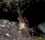 Shrimp, Coonstripe Shrimp 01, Van Is 110903