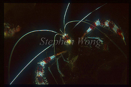 Shrimp, Coral Banded (red) 01