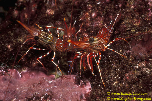 Shrimp, Hinge Beaked Shrimps 02 110104