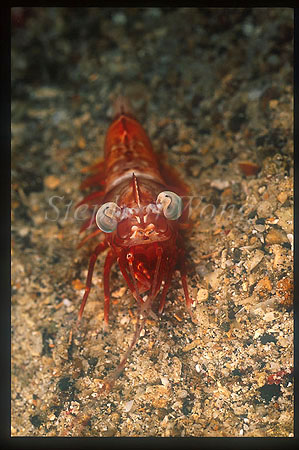 Shrimp, Humpback Prawn 01