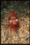 Shrimp, Humpback Prawn 01