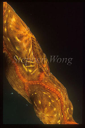 Shrimp, Izucaris masudai 01on colonial anemone