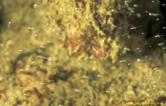 Shrimp, Mysid Shrimps 01 030106