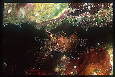 Shrimp, Olivia Saron Shrimp 01