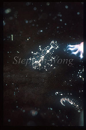 Shrimp, Paron Shrimp 01 very flat, on cucumber