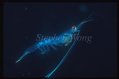Shrimp, Prawn 01