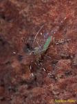 Shrimp, Rock Shrimp 01 Urocaridella sp 1 with eggs 080803