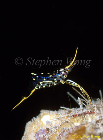 Shrimp, Rock Shrimp 02 Urocaridella sp 2 080803