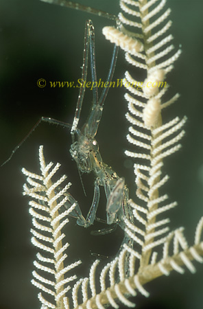 Skeleton Shrimp, 05 0705
