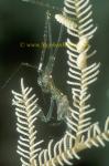 Skeleton Shrimp, 05 0705