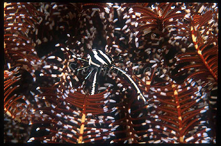 Squat Lobster, Elegant 03, Allogalathea elegans