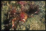 Squat Lobster, Galathea 01