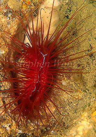 Clams, Electric Clams 02a