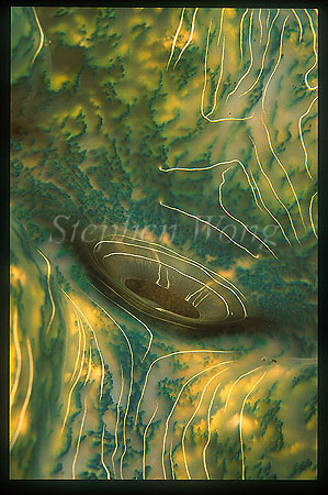 Giant Clam, 02 mantle details