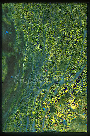 Giant Clam. 03 & baby cling goby on mantle