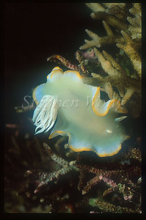 Nudibranch, Ardeadoris egretta, Heron 01