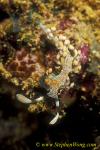 Nudibranch, Bicolor Flabellina 02 090106
