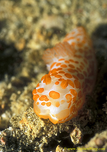 Nudibranch, ceratomsoma 030106
