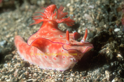 Nudibranch, Ceratosoma brevicaudatum 01 0705