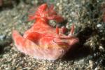 Nudibranch, Ceratosoma brevicaudatum 01 0705