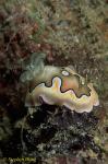 Nudibranch, Chromodoris coi 01 080203