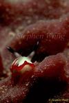 Nudibranch, Chromodoris fidelis 01 080203