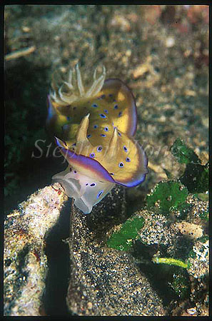 Nudibranch, Chromodoris kunei 01