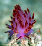 Nudibranch, Cuthona sibogae 02 080203