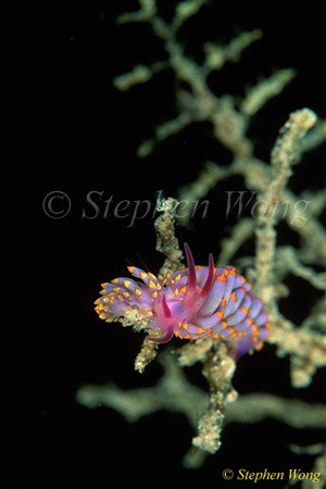 Nudibranch, Cuthona sp. 7mm & 4mm 080203