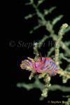 Nudibranch, Cuthona sp. 7mm & 4mm 080203