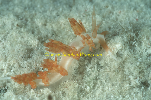 Nudibranch, Cuthona unidentified 01a 35mm 0705