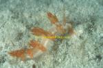 Nudibranch, Cuthona unidentified 01a 35mm 0705