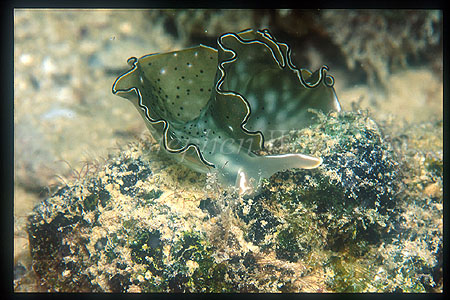 Nudibranch, Elysia sp 01