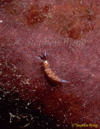 Nudibranch, Favorinus tsuruganus 01, 7mm 080203