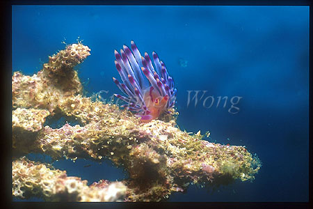 Nudibranch, Flabellina exoptata, Much-Desired 01a