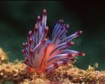 Nudibranch, Flabellina exoptata, Much-Desired 01b