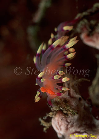 Nudibranch, Flabellina exoptata, Much-Desired 03 080203