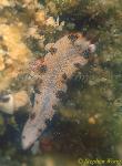Nudibranch, Fortunate Dermatobranchus, fortunata 01