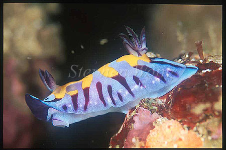 Nudibranch, Hypselodoris vibrata 01