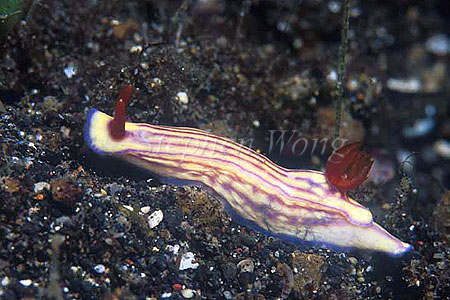 Nudibranch, Hypselodoris zephyra 02