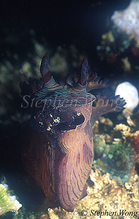 Nudibranch, Nembrotha what 01 18-20cm