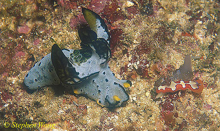 Nudibranch, Notodoris serenae & Chromodoris fidelis 01