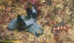 Nudibranch, Notodoris serenae & Chromodoris fidelis 01
