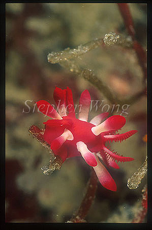 Nudibranch, Okenia sp 01