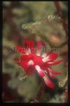 Nudibranch, Okenia sp 01
