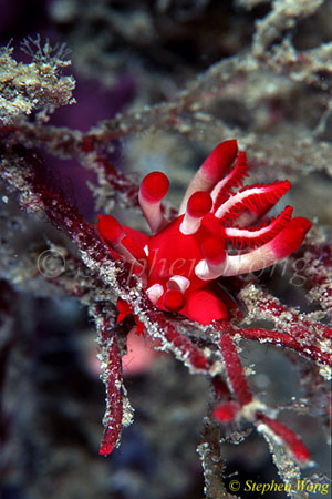 Nudibranch, Okenia sp 02 080203