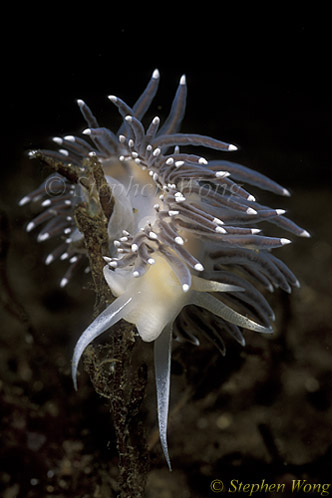 Nudibranch, Pearly Aeolid Nudibranch 02, Van Is 110903