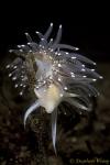 Nudibranch, Pearly Aeolid Nudibranch 02, Van Is 110903