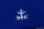 Nudibranch, Pelagic Nudibranch 01 topside image, Azores 110803