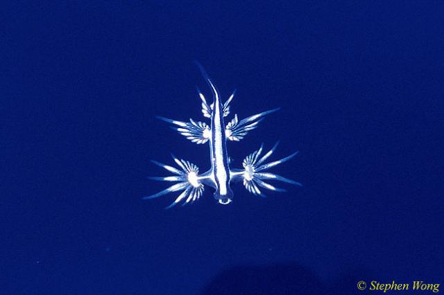 Nudibranch, Pelagic Nudibranch 01 topside image, Azores 110803